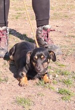 SAKK, Hund, Mischlingshund in Ungarn - Bild 2