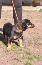 SAKK, Hund, Mischlingshund in Ungarn - Bild 5