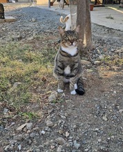 AMICUS, Katze, Europäisch Kurzhaar in Zypern - Bild 3