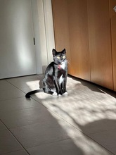 CHUPPA, Katze, Europäisch Kurzhaar in Zypern - Bild 3