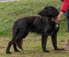 GOLIAT, Hund, Mischlingshund in Ungarn - Bild 10