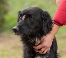 GOLIAT, Hund, Mischlingshund in Ungarn - Bild 12