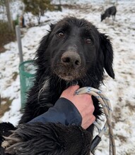 GOLIAT, Hund, Mischlingshund in Ungarn - Bild 3