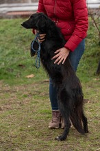 GOLIAT, Hund, Mischlingshund in Ungarn - Bild 4