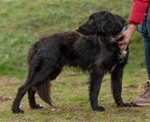 GOLIAT, Hund, Mischlingshund in Ungarn - Bild 5