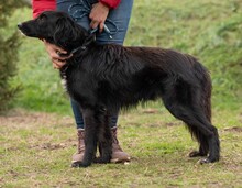 GOLIAT, Hund, Mischlingshund in Ungarn - Bild 6