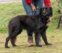 GOLIAT, Hund, Mischlingshund in Ungarn - Bild 9