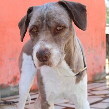 IVO, Hund, Mischlingshund in Portugal - Bild 5