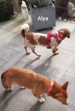 ALYA, Hund, Mischlingshund in Hattingen - Bild 3