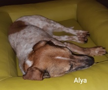 ALYA, Hund, Mischlingshund in Hattingen - Bild 6