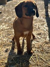 PEPPER, Hund, Mischlingshund in Slowakische Republik - Bild 1