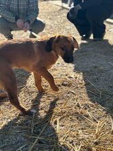 PEPPER, Hund, Mischlingshund in Slowakische Republik - Bild 2