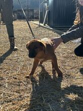 PEPPER, Hund, Mischlingshund in Slowakische Republik - Bild 3