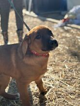 PEPPER, Hund, Mischlingshund in Slowakische Republik - Bild 4