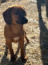 PEPPER, Hund, Mischlingshund in Slowakische Republik - Bild 5