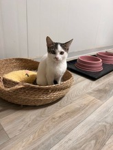 PATCH, Katze, Europäisch Kurzhaar in Zypern - Bild 1