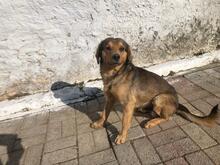 OLIVER, Hund, Mischlingshund in Griechenland - Bild 2