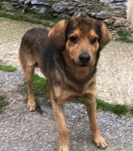 OLIVER, Hund, Mischlingshund in Wiesendangen