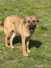 ISOLDE, Hund, Mischlingshund in Griechenland - Bild 2