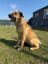 ISOLDE, Hund, Mischlingshund in Griechenland - Bild 4