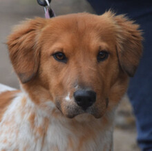 AMAZON, Hund, Mischlingshund in Lohmar - Bild 1