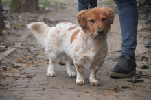 AMAZON, Hund, Mischlingshund in Lohmar - Bild 2