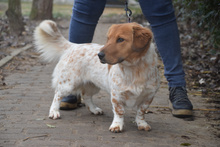 AMAZON, Hund, Mischlingshund in Lohmar - Bild 3