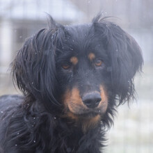 SERENA, Hund, Mischlingshund in Ungarn - Bild 1