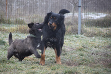 SERENA, Hund, Mischlingshund in Ungarn - Bild 3