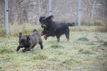 SERENA, Hund, Mischlingshund in Ungarn - Bild 5