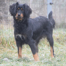 SERENA, Hund, Mischlingshund in Ungarn - Bild 6