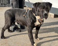 FIERO, Hund, Cane Corso-Mix in Freden - Bild 1