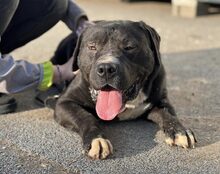 FIERO, Hund, Cane Corso-Mix in Freden - Bild 2