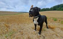 FIERO, Hund, Cane Corso-Mix in Freden - Bild 3