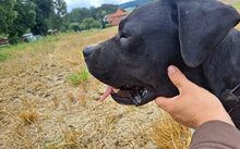 FIERO, Hund, Cane Corso-Mix in Freden - Bild 4