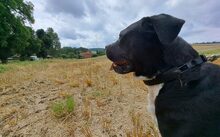 FIERO, Hund, Cane Corso-Mix in Freden - Bild 5