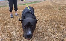 FIERO, Hund, Cane Corso-Mix in Freden - Bild 6