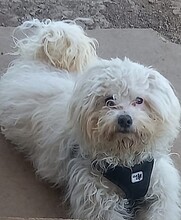 NOR, Hund, Bichon à poil frisé in Rumänien - Bild 1