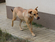 ROSI, Hund, Mischlingshund in Ungarn - Bild 2