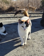 MAISIE, Katze, Europäisch Kurzhaar in Zypern - Bild 1