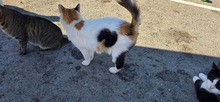 MAISIE, Katze, Europäisch Kurzhaar in Zypern - Bild 3