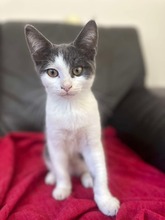 MARTY, Katze, Europäisch Kurzhaar in Bad Oldesloe - Bild 1