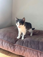 MARTY, Katze, Europäisch Kurzhaar in Bad Oldesloe - Bild 2