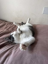 MARTY, Katze, Europäisch Kurzhaar in Bad Oldesloe - Bild 4