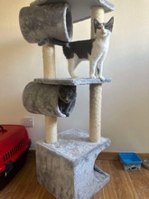 MARTY, Katze, Europäisch Kurzhaar in Bad Oldesloe - Bild 5