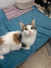 HOLLY, Katze, Europäisch Kurzhaar in Zypern - Bild 3