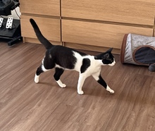 JAX, Katze, Europäisch Kurzhaar in Berlin - Bild 5