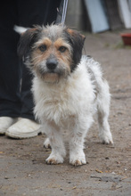 LARRY, Hund, Mischlingshund in Ungarn - Bild 1