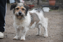 LARRY, Hund, Mischlingshund in Ungarn - Bild 2