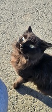 MORA, Katze, Europäisch Kurzhaar in Zypern - Bild 2